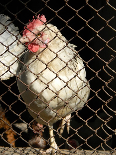 队的进攻组 队的进攻组